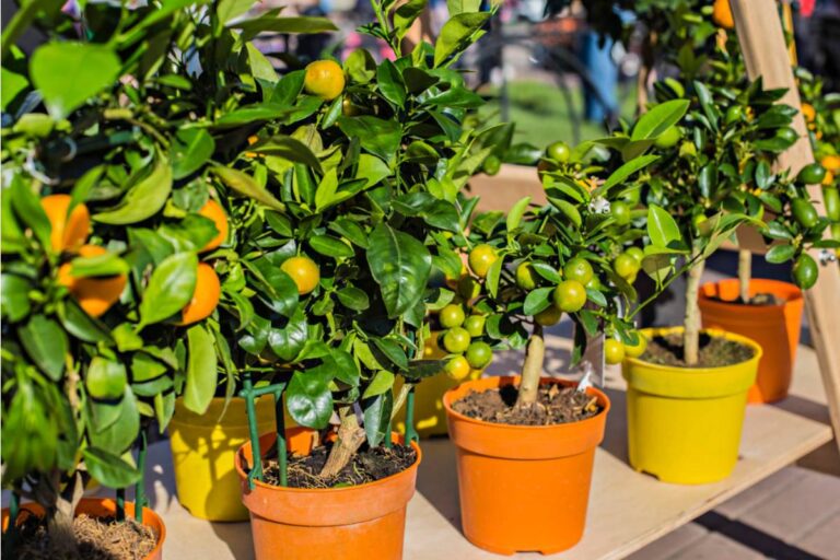 Some Home Gardeners Are Growing Dwarf Fruit Trees in Large Containers on Patios, And the Harvests Are Making People Rethink Whether They Even Need a Full Yard