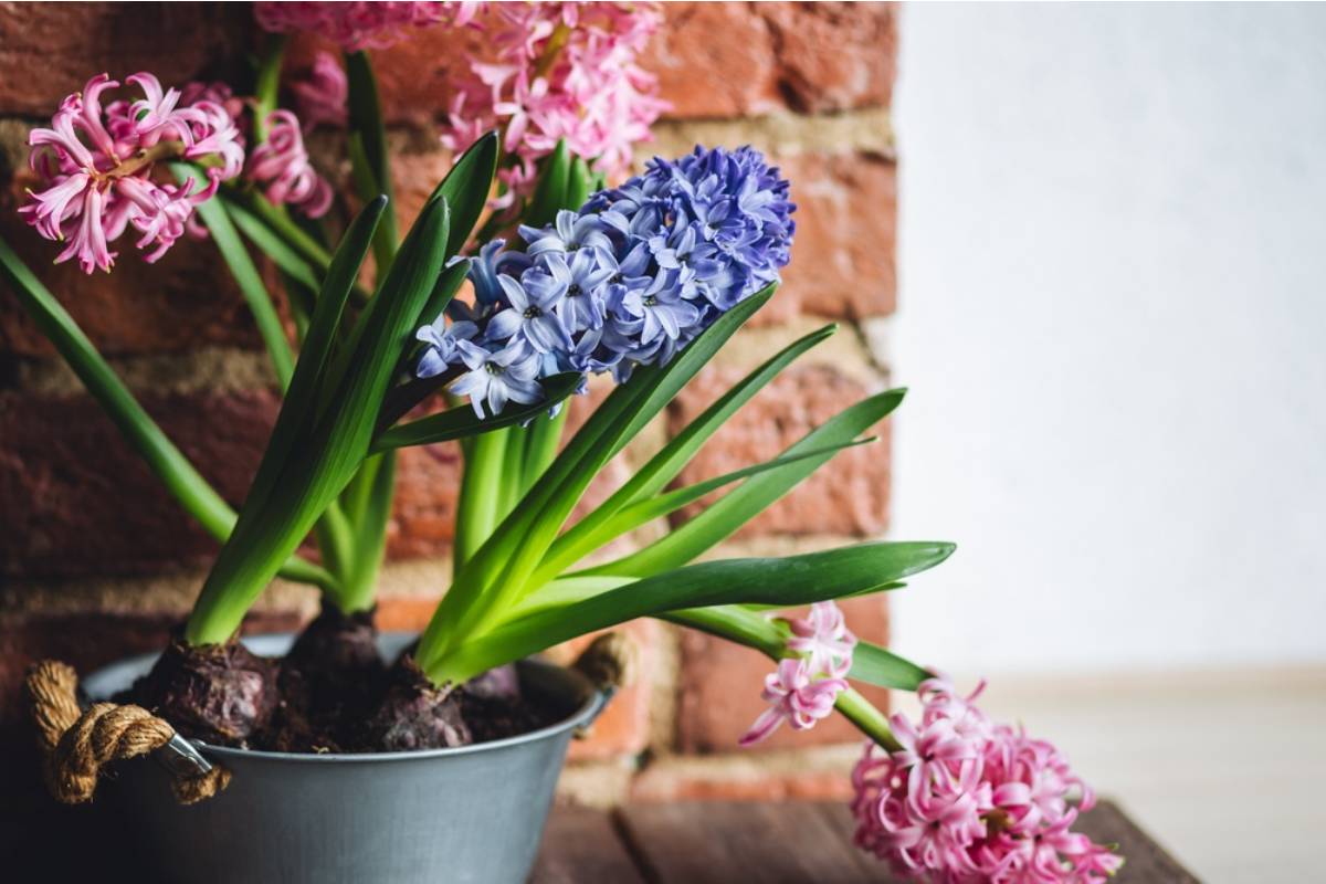 Some Home Gardeners Are Growing Entire Cutting Gardens Just for Fresh Indoor Flowers, And People Who Started Say They Have Not Bought a Bouquet Since