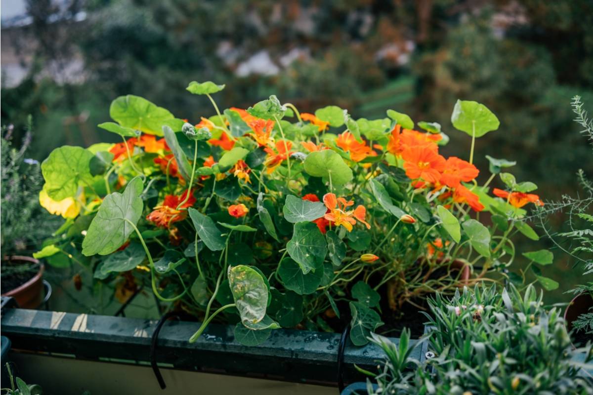 Some Home Gardeners Are Growing Their Own Edible Nasturtiums as Both a Ground Cover and a Salad Ingredient, And the Dual Purpose Is Making People Rethink What Belongs in a Flower Bed
