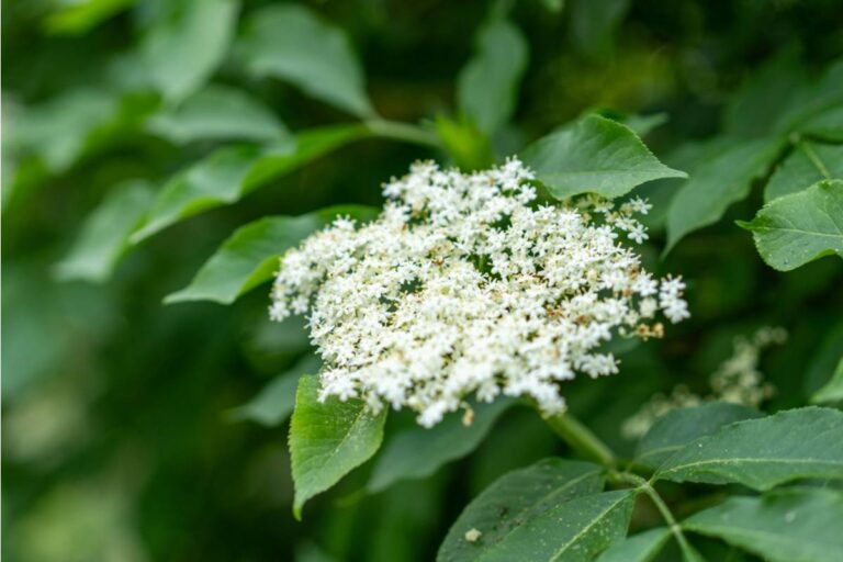 Some Home Gardeners Are Growing Their Own Elderflower Bushes for Homemade Syrups and Cordials, And the Harvest-to-Cost Ratio Is Turning Heads
