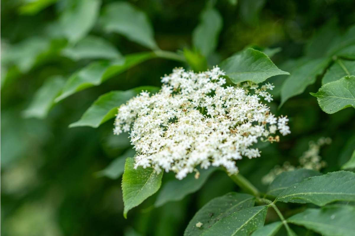 Some Home Gardeners Are Growing Their Own Elderflower Bushes for Homemade Syrups and Cordials, And the Harvest-to-Cost Ratio Is Turning Heads