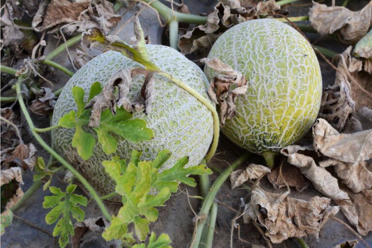 Some Home Gardeners Are Growing Their Own Pepino Melons on Trellises in Containers, And Most People Have Never Even Seen One at a Grocery Store