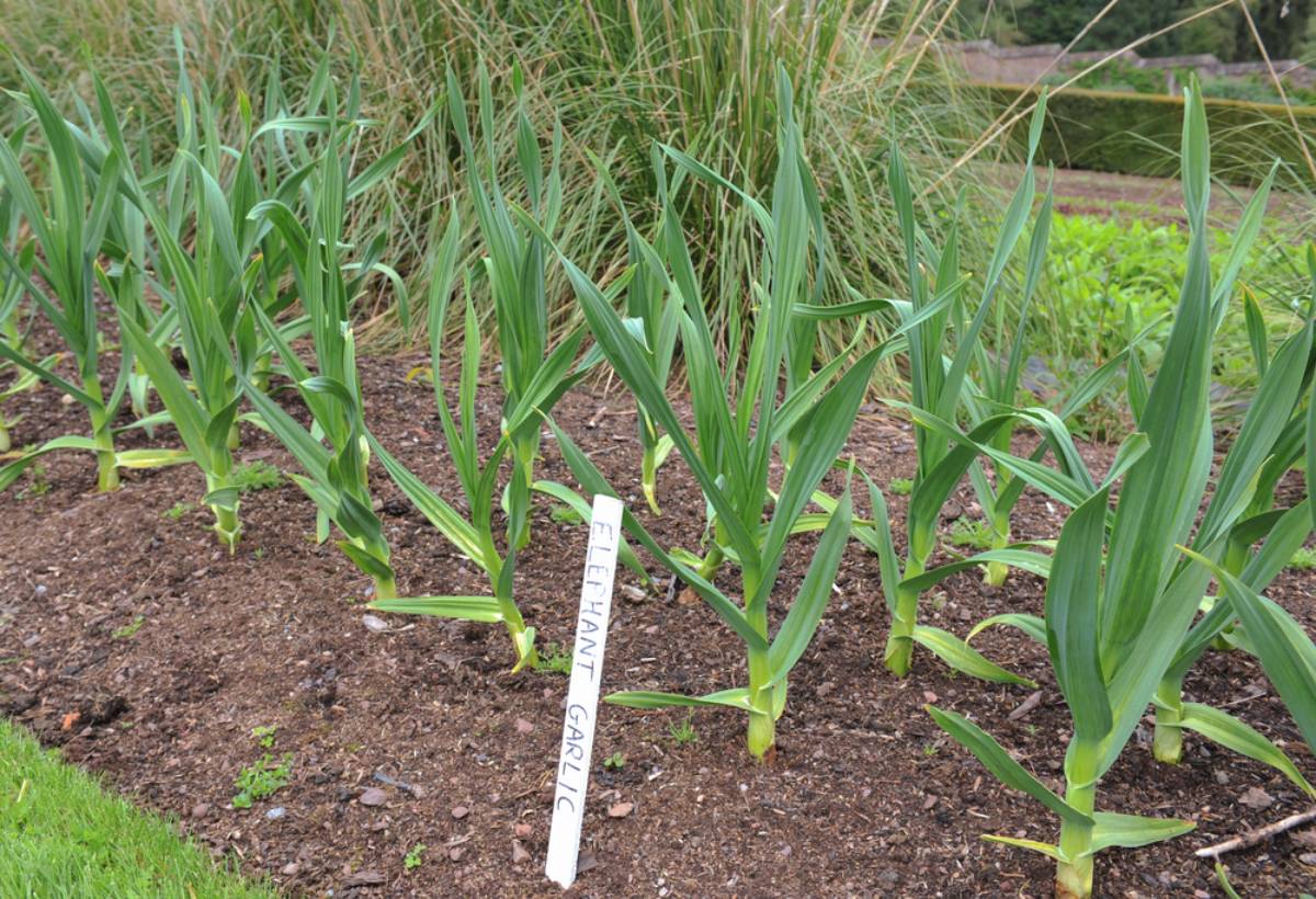 Some Home Gardeners Are Growing Their Own Specialty Garlic Varieties Like Black Garlic and Elephant Garlic