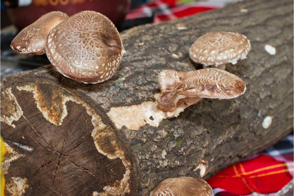 Some Home Gardeners Are Growing Their Own Specialty Mushrooms on Logs in Shaded Garden Corners, And the Harvests Are Coming Back Season After Season Without Replanting