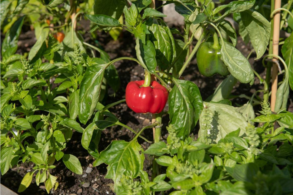 Some Home Gardeners Are Growing Their Own Specialty Peppers From Around the World in a Single Raised Bed
