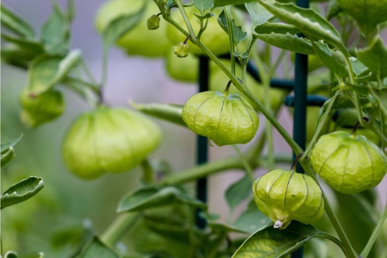 Some Home Gardeners Are Growing Their Own Tomatillos and Making Salsa Verde From Scratch, And First-Time Growers Say the Plant Practically Takes Care of Itself