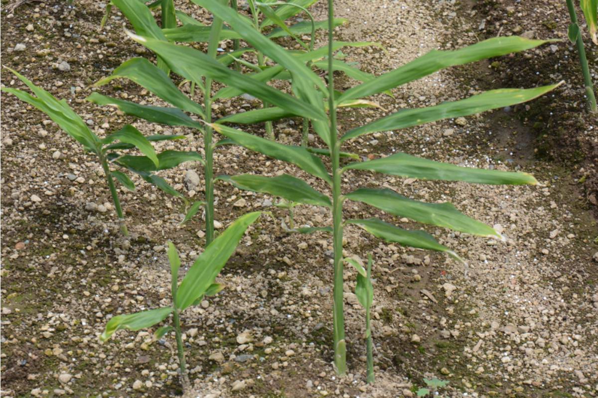 Some Home Gardeners Are Growing Their Own Turmeric and Ginger Side by Side in the Same Raised Bed, And the Dual Harvest Is Changing How They Stock Their Kitchen