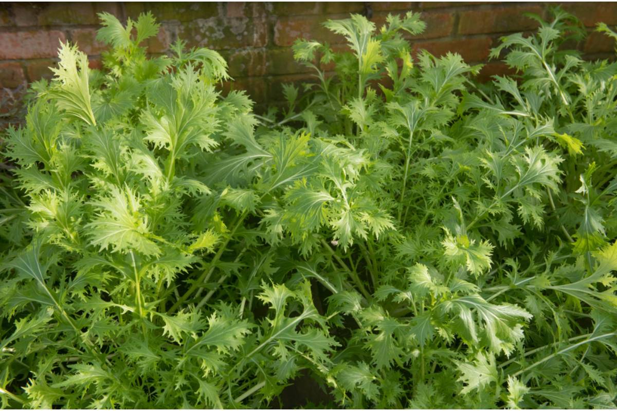 Some Homeowners Are Growing Their Own Specialty Salad Greens Like Mizuna and Sorrel Instead of Buying Expensive Mixed Bags, And the Flavor Difference Is Hard to Argue With