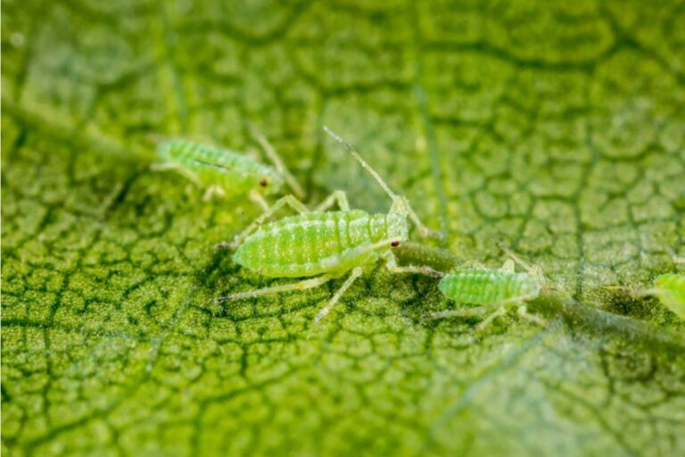 The Companion Planting Combination Experienced Gardeners Say Keeps Aphids Away Better Than Any Spray They Have Ever Tried
