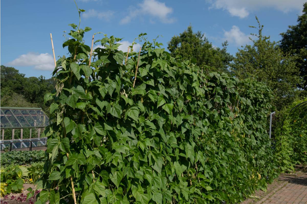 The One Vegetable Experienced Gardeners Say Pays Back the Most Per Square Foot of Garden Space Every Single Season