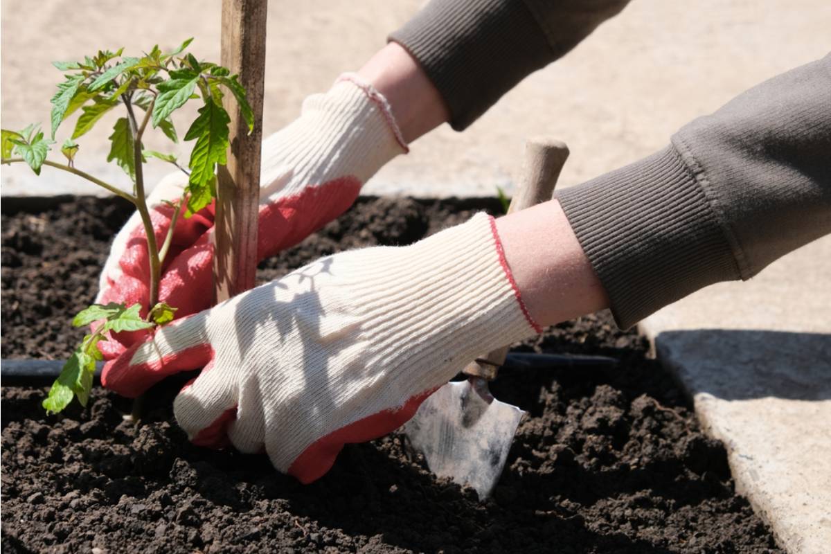 The Real Reason Experienced Gardeners Say You Should Never Plant Tomatoes in the Same Spot Two Years in a Row