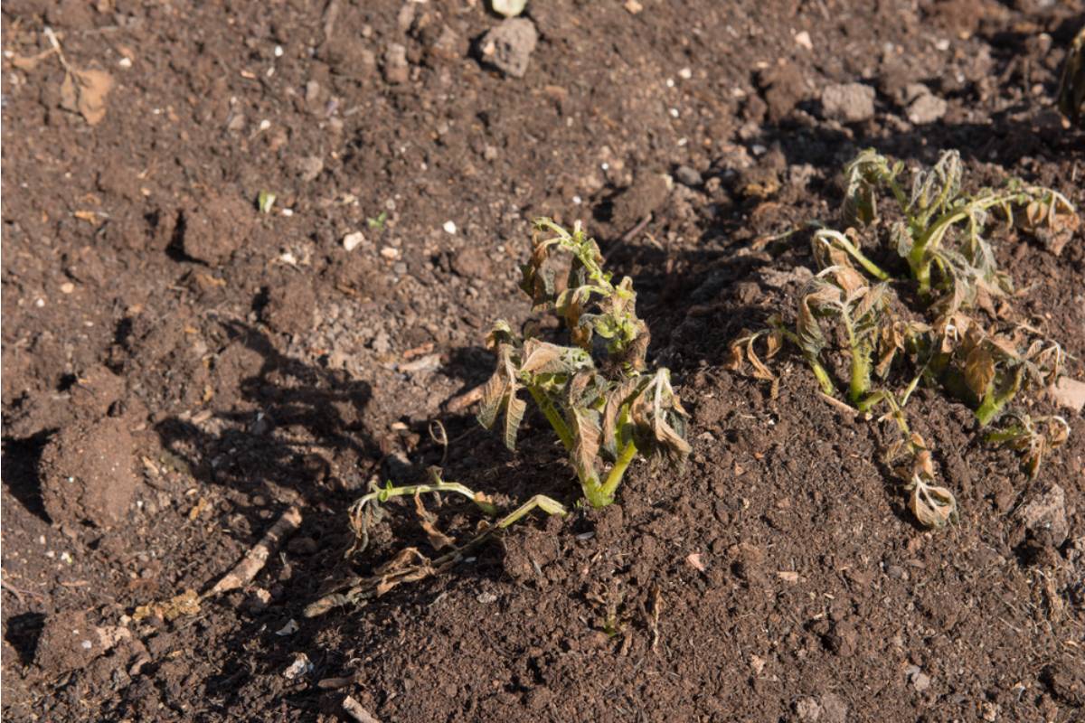 The Real Reason Your Seedlings Keep Dying After Transplant, According to Gardeners Who Finally Figured It Out