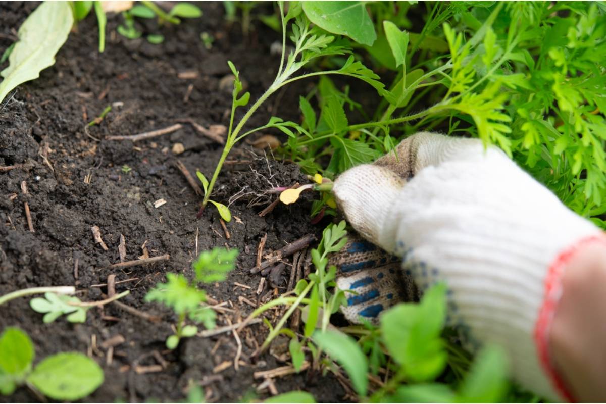 What Experienced Gardeners Say Happens to Soil That Sits Unplanted Through an Entire Winter Without Any Cover Crop