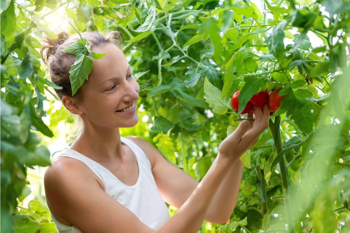 What Gardeners Who Have Grown the Same Variety of Tomato for Over a Decade Say Happens When You Finally Try Something Different