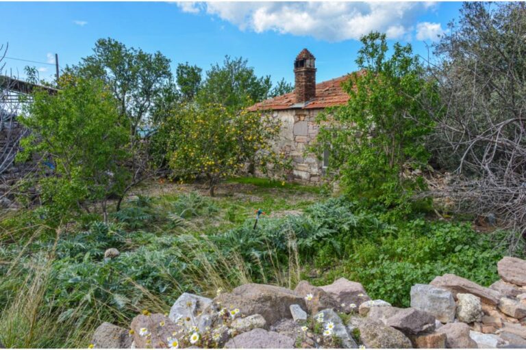 What Happens to a Garden That Gets Ignored for an Entire Month, According to Homeowners Who Tested It by Accident