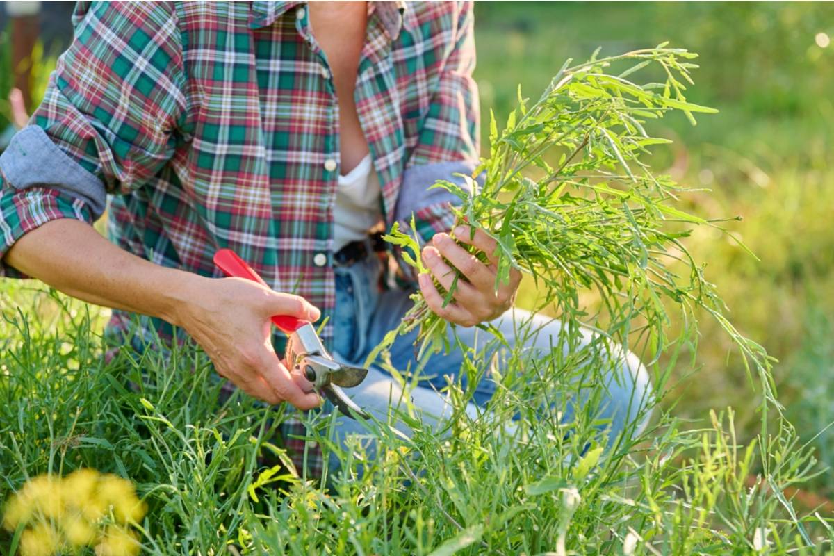 Why Gardeners Who Skip Pruning in Late Summer Say They Always Regret It by the Following Spring