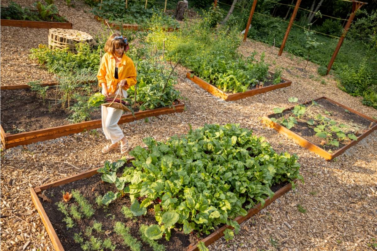 Woman standing in garden beds