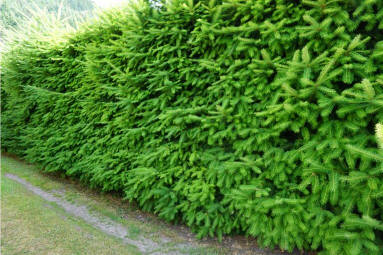 Gardener Says She Spent a Decade Growing the Tallest Hedge on the Street to Block a View Her Late Husband Hated, Then a New Neighbor Demanded It Be Cut Down for "Better Scenery"
