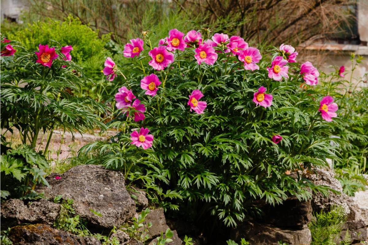 Gardener Says She Spent Years Growing the Exact Peony Variety Her Late Sister Loved, Then Her Brother-in-Law Dug It Up During a "Yard Cleanup" Without Asking
