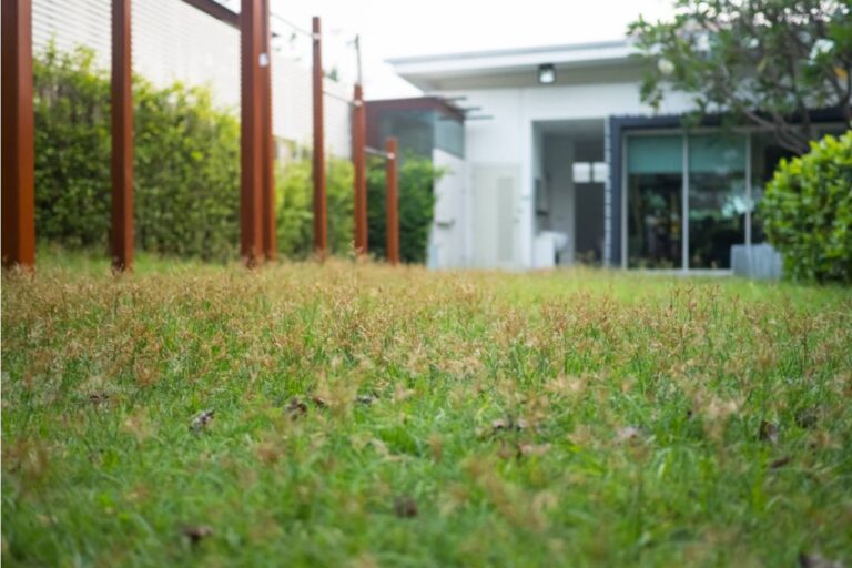 Homeowner Says Her Neighbor Insisted Her Native Grass Lawn Was Killing Property Values for Two Years, Then Asked for Seeds the Moment Water Restrictions Hit