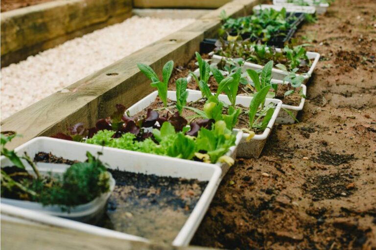 Homeowner Says Her Daughter-in-Law Was Left in Charge of the Garden During a Hospital Stay, Now the Vegetable Rows Her Mother Taught Her to Plant Are Gone