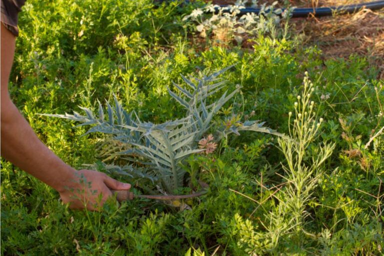 Homeowner Says Her Neighbor Called the HOA Over Her Vegetable Garden for a Year, Then Asked to Split a Community Garden Plot With Her the Following Spring