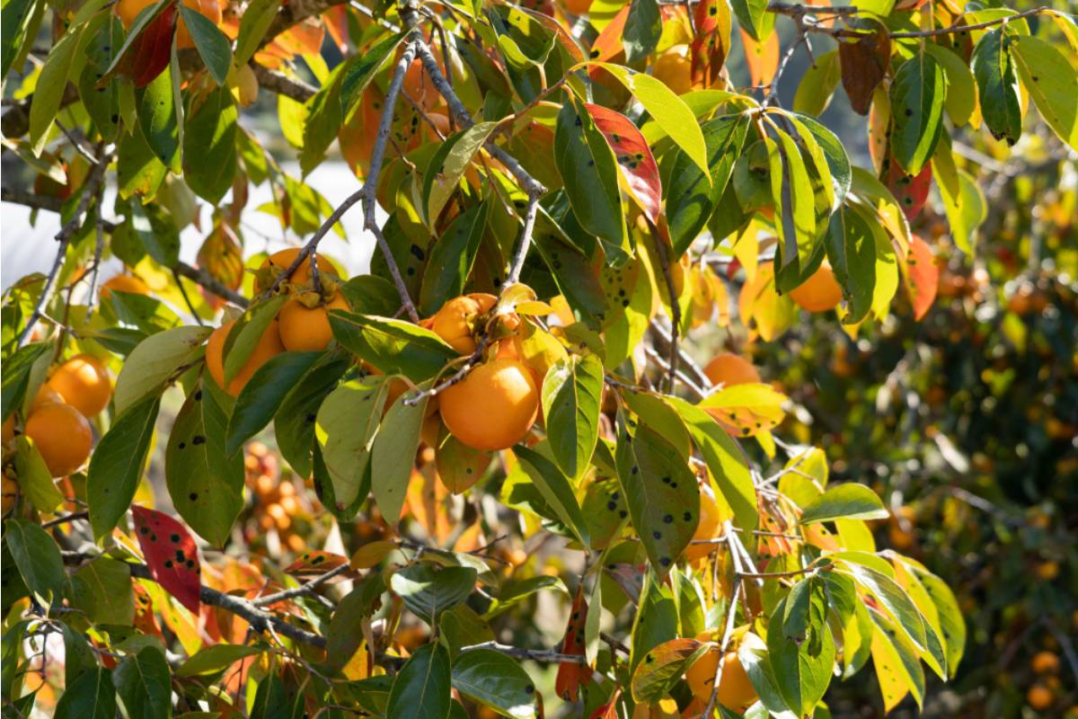 Gardener Says She Spent a Decade Growing the Only Persimmon Tree on the Block From a Seed Her Immigrant Grandmother Carried Over, Then a Neighbor's Storm Cleanup Crew Cut It Down Thinking It Was Overgrowth