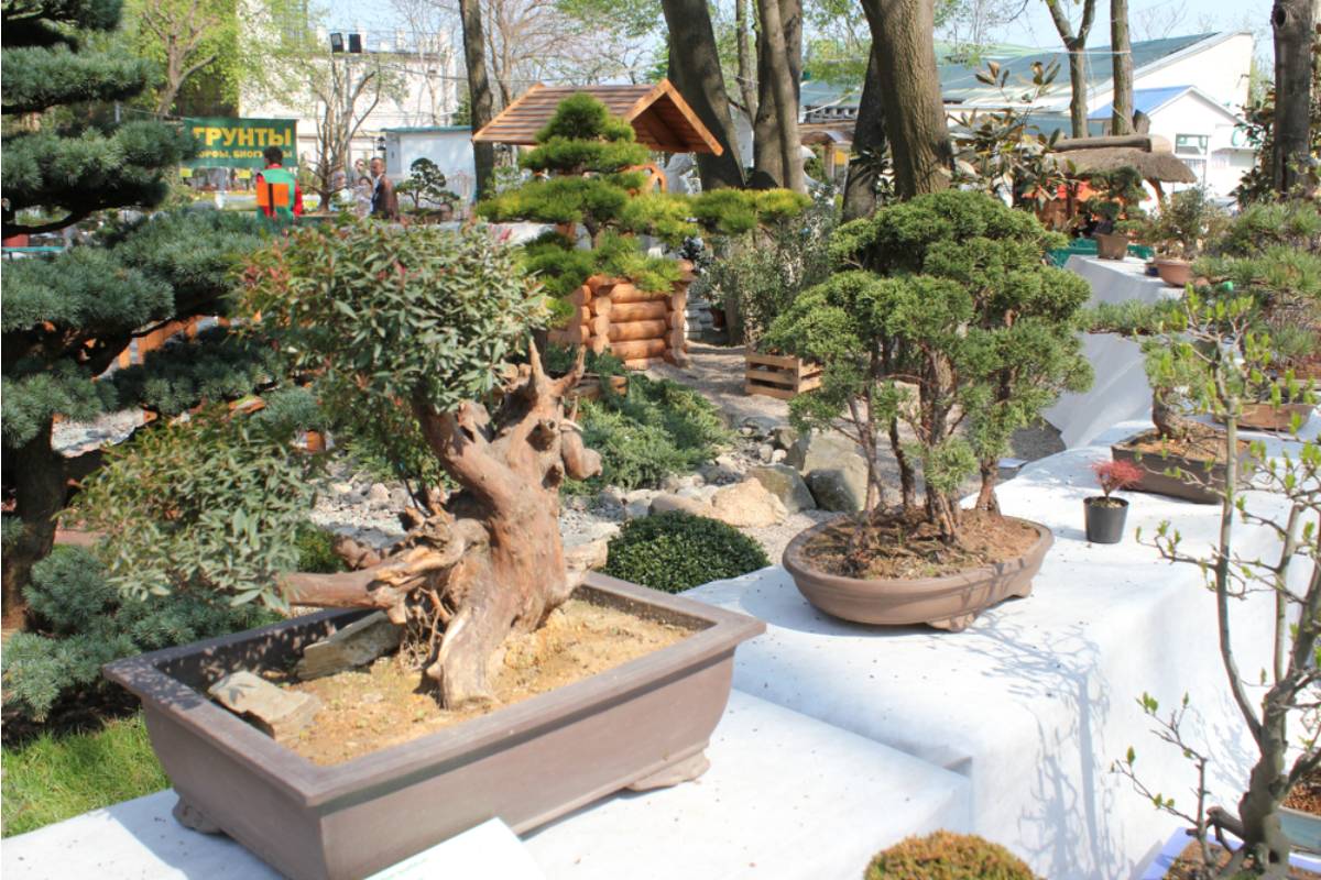 Gardener Says She Discovered Her Late Husband's Prized Bonsai Collection Had Been Given Away by a Well Meaning Neighbor While She Was in the Hospital Recovering From Surgery