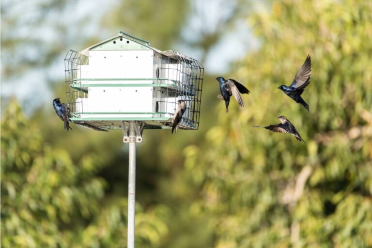 Gardener Says She Spent Three Seasons Growing a Garden Specifically Designed to Attract Hummingbirds for Her Housebound Father to Watch From His Window, Then a Neighbor's Renovation Scared Them Off for Good