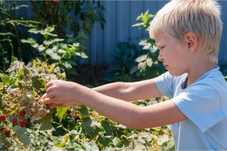 Gardener Says She's Been Letting a Neighbor's Kids Pick Berries From Her Bushes All Summer as a Kindness, Then Found Out the Parents Have Been Selling Them at a Roadside Stand