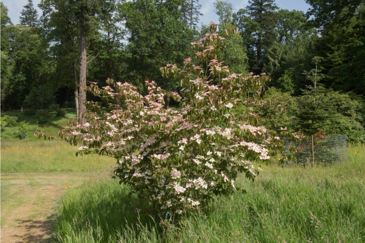 Gardener Says She Spent a Decade Growing the Same Dogwood Her Late Father Planted the Week She Was Born, Then Her Brother Wanted It Removed for a Basketball Hoop