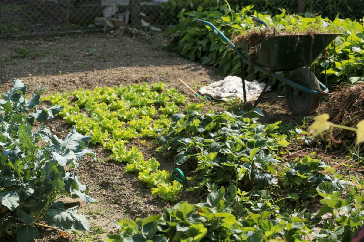 Gardener Says She Has Been Growing Vegetables in Her Front Yard for a Decade Without Complaint, Then a New HOA President Moved In and Made It Her Personal Mission to Have It Removed