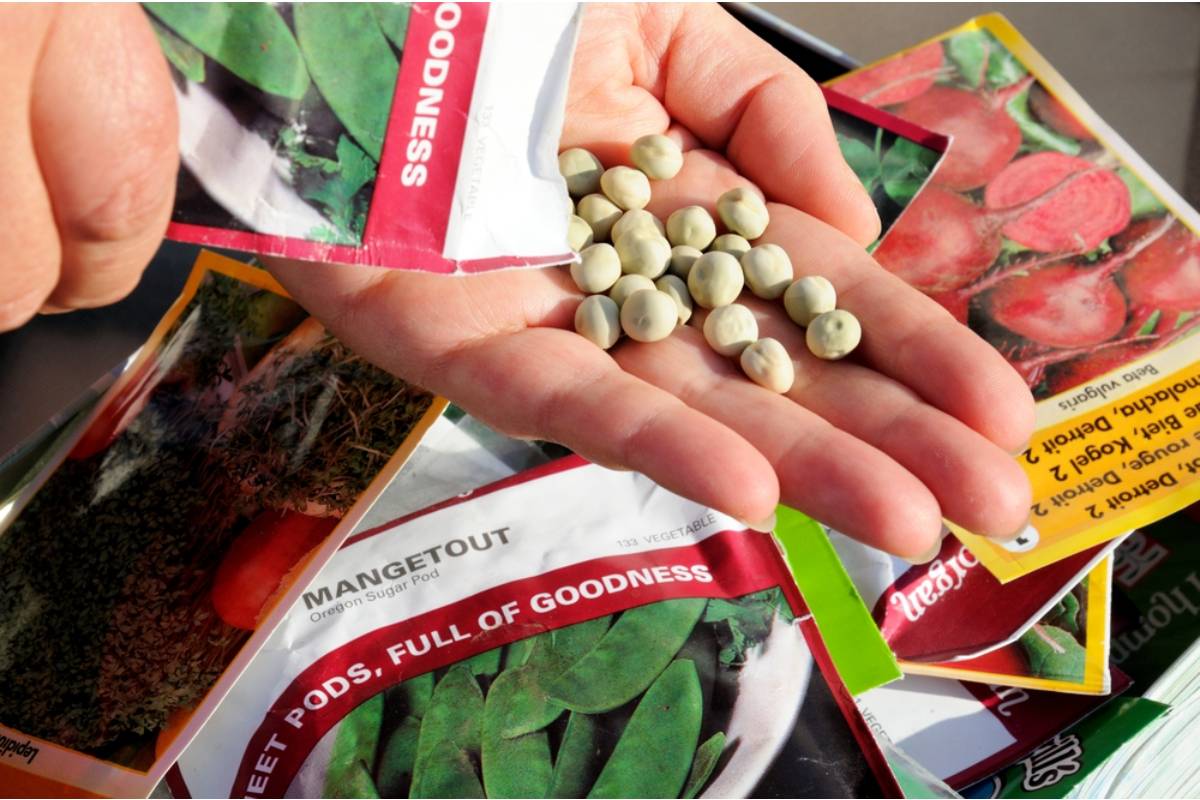 Gardener Says Her Neighbor Has Been Sending Her Anonymous Seed Packets With No Return Address for Two Seasons, Then She Discovered They Were All Invasive Species That Are Nearly Impossible to Eradicate