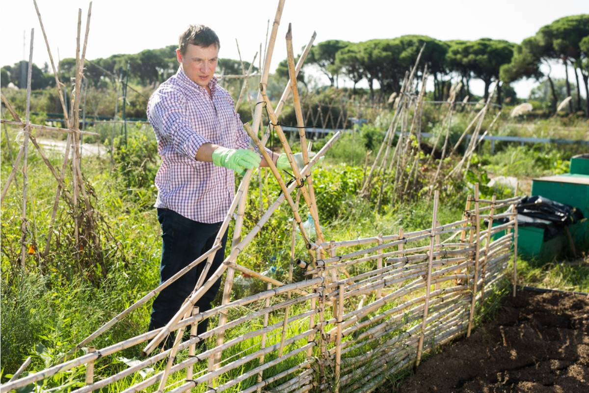 Homeowner Says Her Uncle Offered to Repair the Garden Fence While Watching the House, Then Tore Out an Entire Row of Blackberries He Mistook for Weeds