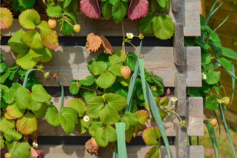 Gardener Says Her Neighbor Dismissed Her Vertical Strawberry Tower as "Overkill" for Two Summers, Then Asked for the Blueprint the Moment Berries Doubled in Price