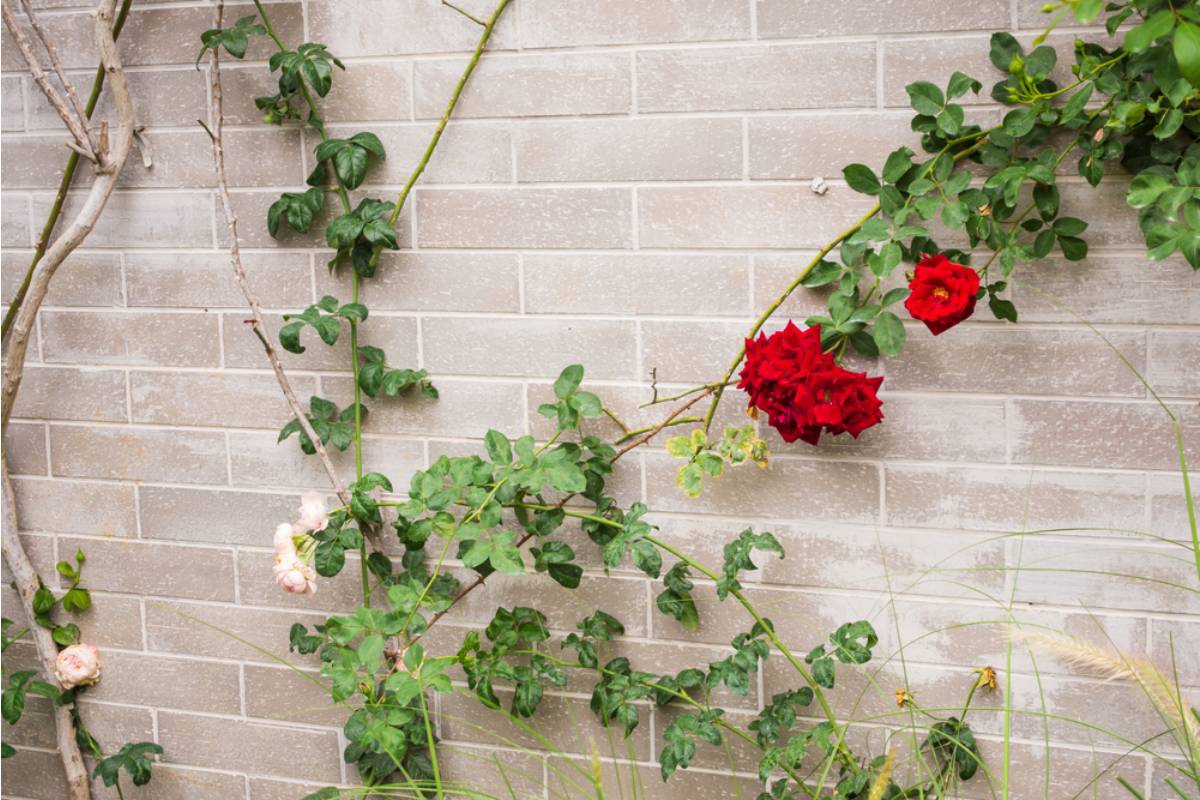 Gardener Says She Spent Five Seasons Breeding a Climbing Rose With a Unique Coral Color Nobody Else Had, Then Spotted It Being Sold at a Garden Center Two Towns Over With a Different Name on the Tag