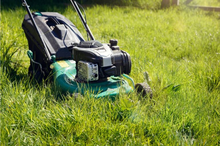 Gardener Says Her Neighbor Mocked Her No-Mow Yard for Two Years, Then Asked Her How to Convert Her Own Lawn the Same Week
