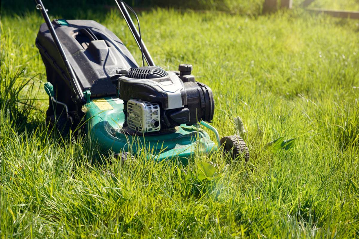 Gardener Says Her Neighbor Mocked Her No-Mow Yard for Two Years, Then Asked Her How to Convert Her Own Lawn the Same Week