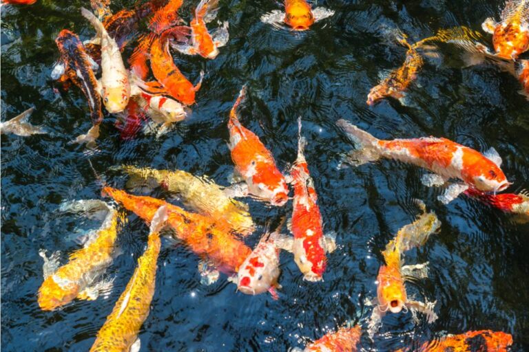 Homeowner Says His Neighbor Has Been Letting Construction Runoff From a Home Addition Drain Directly Into His Koi Pond and Garden for Months
