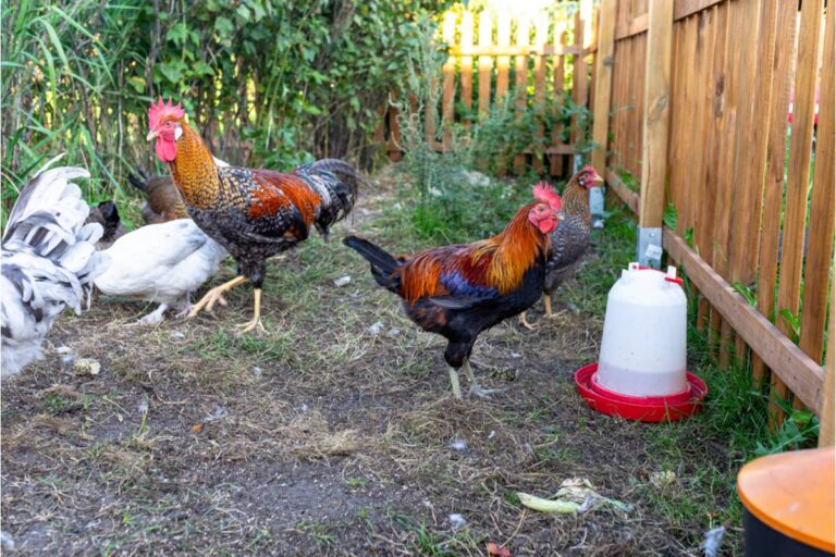 Homeowner Says Her Neighbor Insisted Her Backyard Chicken Run Was Bringing Down the Whole Street for Years, Then Asked to Borrow a Hen the Week Her Own Eggs Stopped
