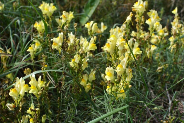 Gardener Says Her Neighbor Called Her Pollinator Meadow "An Overgrown Mess" for Years, Then Asked Her to Landscape His Yard the Same Way for Free