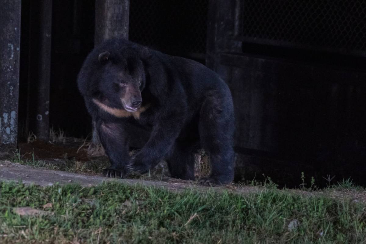 Homeowner Says His Neighbor Spent a Summer Insisting His Vegetable Garden Was Attracting Bears in an Area With No Bear Sightings in Decades, Now the City Wants Proof Before Removing the Complaint