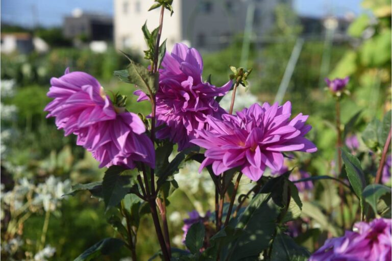 Gardener Says She Discovered a Neighbor Has Been Taking Photos of Her Prize Dahlias Every Bloom Season, Then Selling Framed Prints of Them Online Without Ever Mentioning Her Name