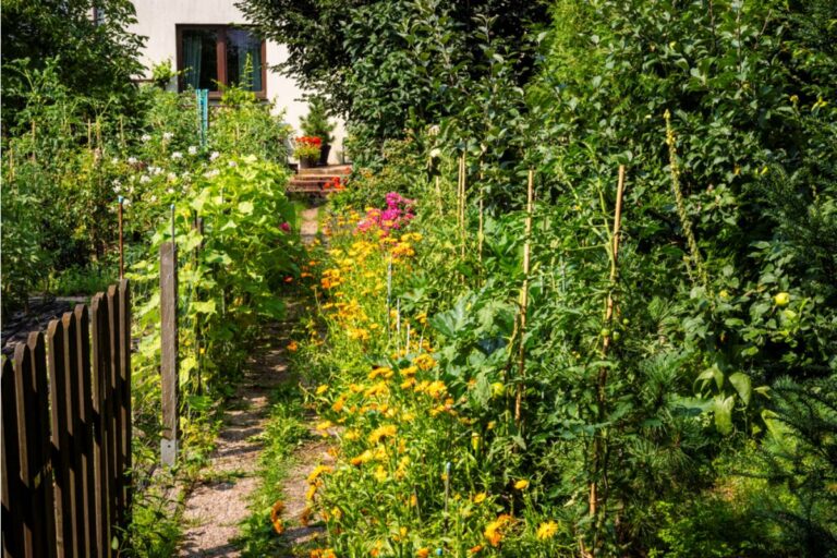 Gardener Says Her Neighbor Mocked Her Backyard Vineyard as a Waste of Space for Years, Then Asked to Split the Cost of Planting Her Own Vines the Following Spring