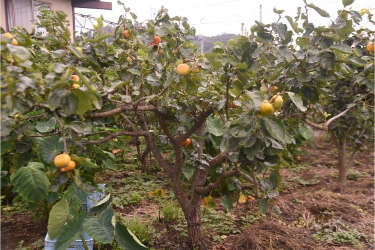 Gardener Says She's Been Growing a Row of Fruit Trees to Shade a Neighbor's Struggling Garden as a Favor, Then He Cut Them Down Claiming They Were Blocking His Solar Panels