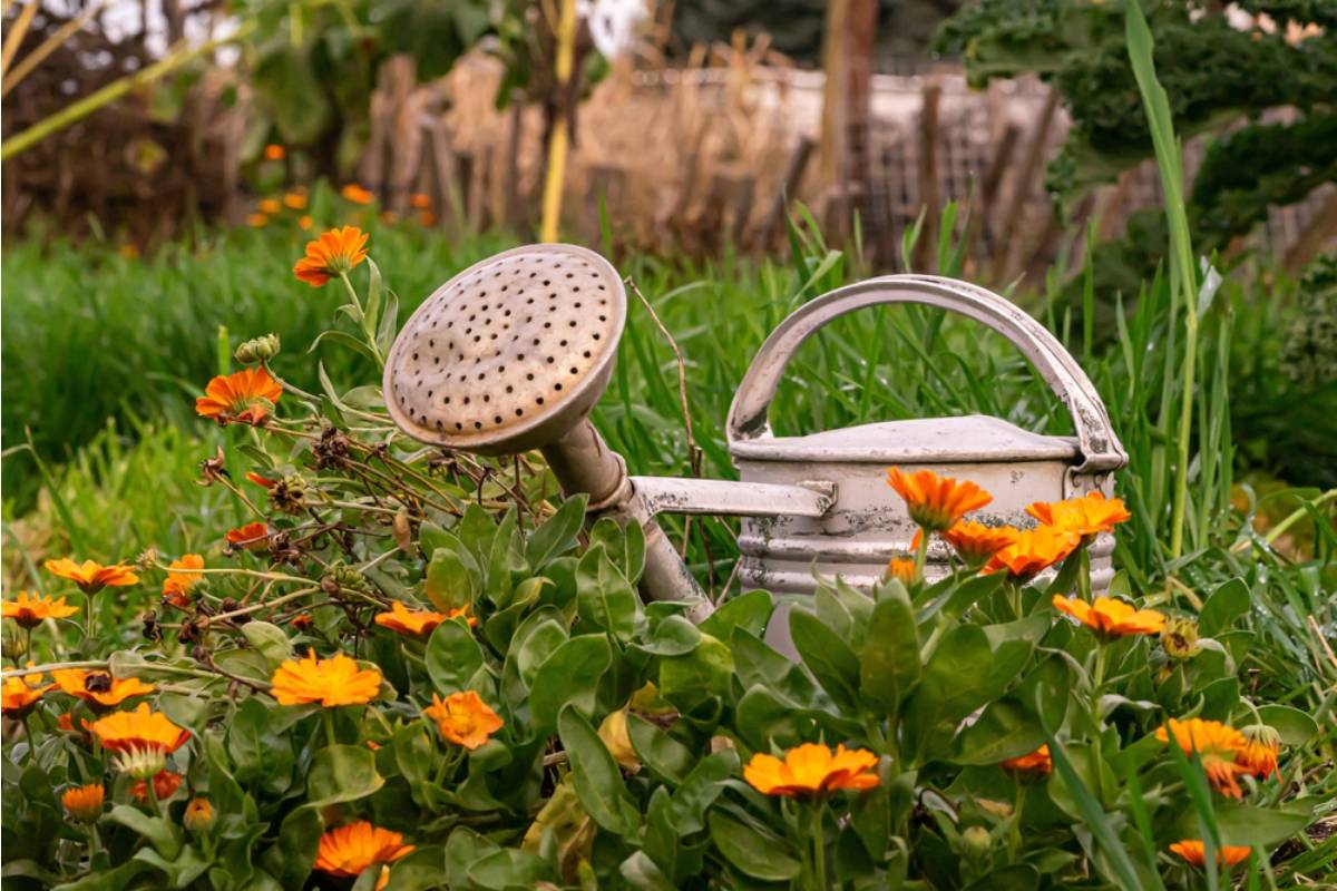 Gardener Says She Handed Down Her Grandmother's Antique Watering Cans as Garden Decor, Then Her Neighbor Asked to "Borrow" One for a Photo Shoot and Never Returned It