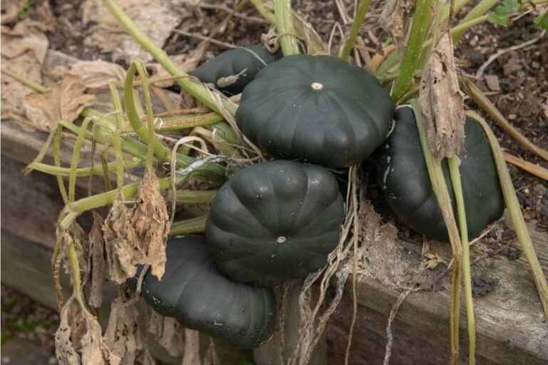 Gardener Says She Spent Two Seasons Growing Heirloom Squash Seeds Saved From Her Father Before He Passed, Then Her Neighbor's Kids Used Them for a School Science Project Without Asking