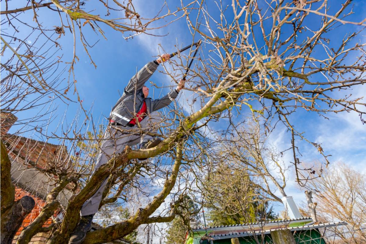 Gardener Says Her Uncle Spent the Weekend "Helping" Prune the Fruit Trees While Visiting, Now None of Them Have Flowered This Spring