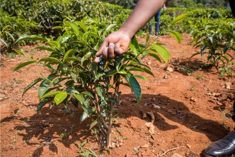 Gardener Says She Spent Two Years Growing a Tea Garden Specifically for Her Grandmother Who Could No Longer Leave the House, Then Her Neighbor's Landscaping Crew Sprayed the Entire Bed With Herbicide by Mistake
