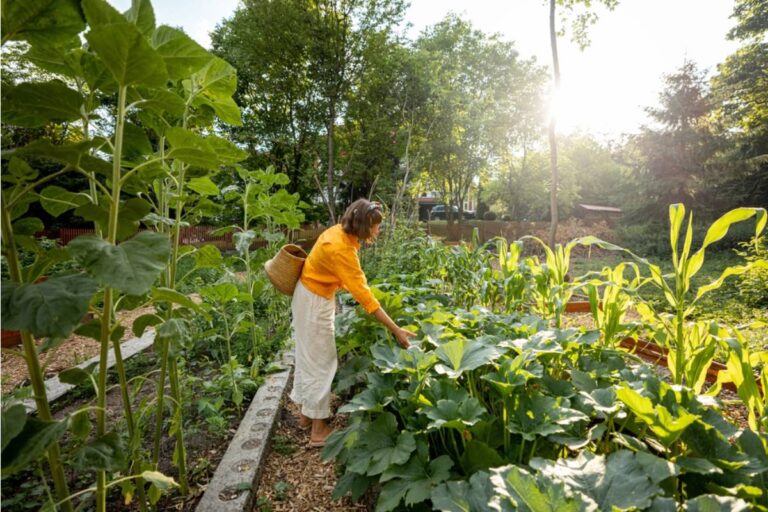 Homeowner Says a City Inspector Cited His Vegetable Garden for a Violation That Was Repealed Two Years Ago and No One Updated the Records